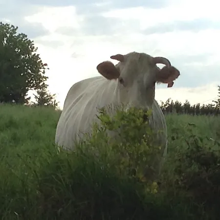 La Perruche * Heussé