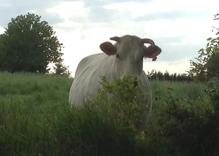 La Perruche * Heussé